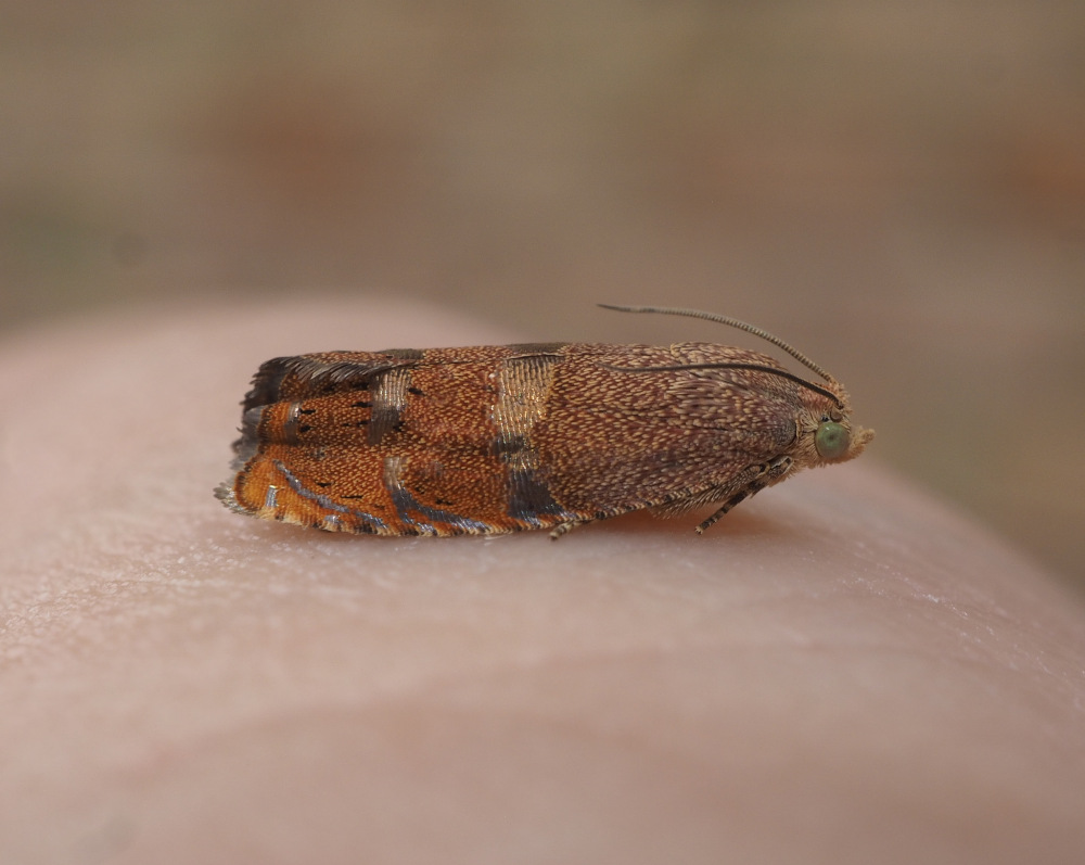 IT IS CUTE and tiny_20220831.jpg